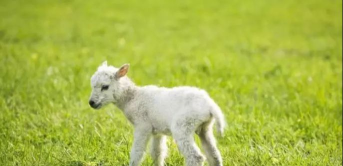 「生肖」生肖属羊人,今年转运发大财!