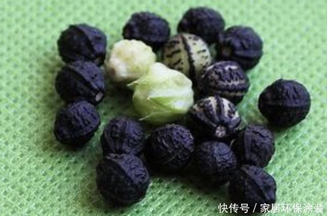 #湿润#湿润的河边,若是看到1种“地雷花”,记得珍惜,别轻易拔除!