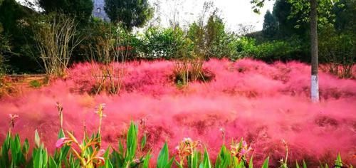  【种观赏草】别人家的花园，都流行玩“草”了！