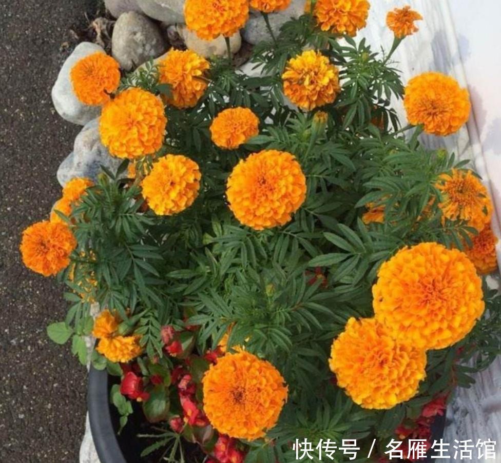 『光照』春天这5种花,要多晒太阳,不然光长叶子,开花少