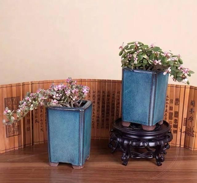  [有钱]这八种花命里带金，越养越有钱，你确定不来一盆吗？