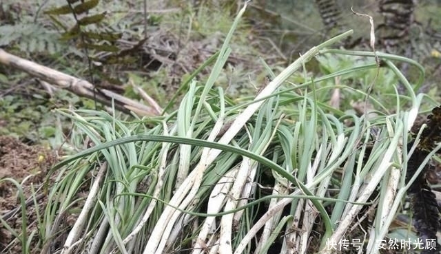  「值钱」在农田、山沟下，有1种奇特的“小根蒜”，碰见请珍惜，根茎值钱