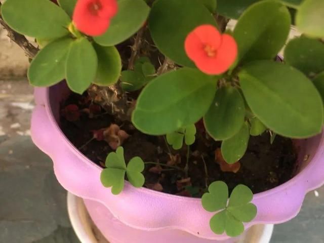  [黄花酢浆草]花盆里长出蘑菇，马上拔干净，否则就是大祸害！