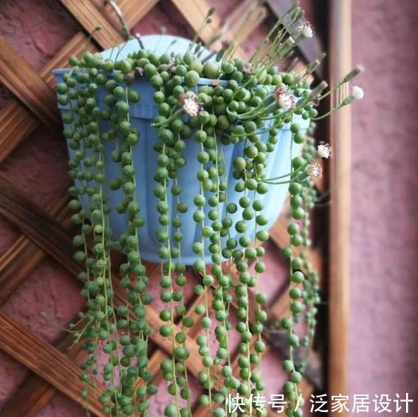 要天天浇水:多肉耐旱别多浇水?此3款忒爱''喝水'',浇得越勤植株长得越旺