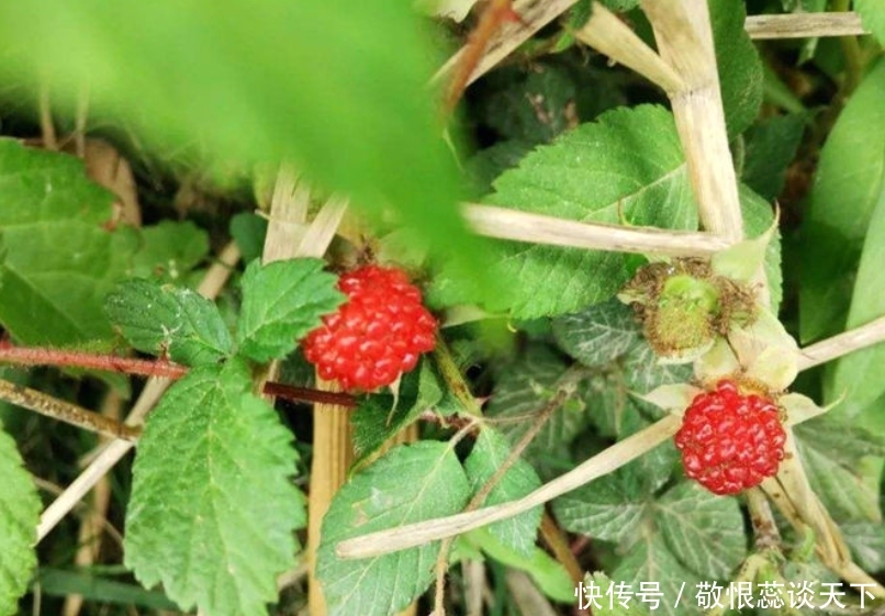  「野生水果」乡下一种植物，人称“野草莓”，现在很稀有，药用价值高