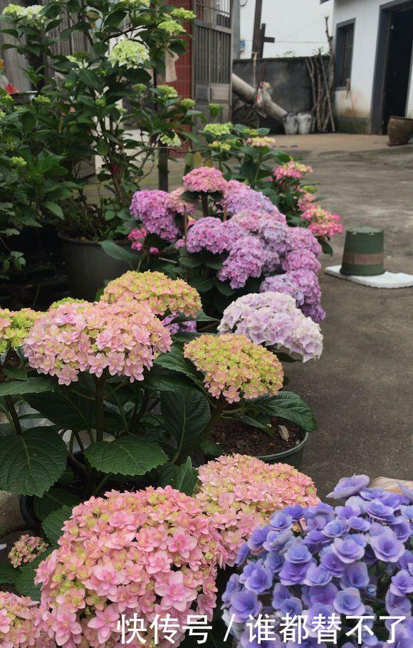 高度@阳台别瞎养花,这样巧搭配,美出新高度,美色不浪费