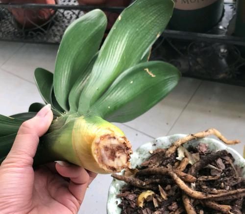 发根:烂根的君子兰水苔捂一捂,发根很轻松,只需3个月,小白根爆盆