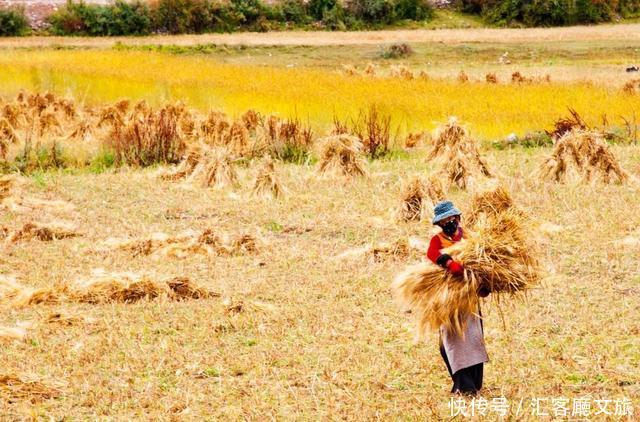 林芝的秋天，才是你最不该错过的天堂，有一百种秋色等你pick