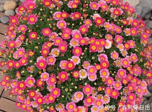  「旺盛」最适合夏天入手的4种花卉，花苞旺盛不怕晒，夏日“开花劳模”