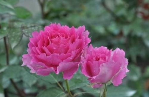  试试@家居养花，不妨试试这些喜水花，学会浇水就能爆盆，花美色艳