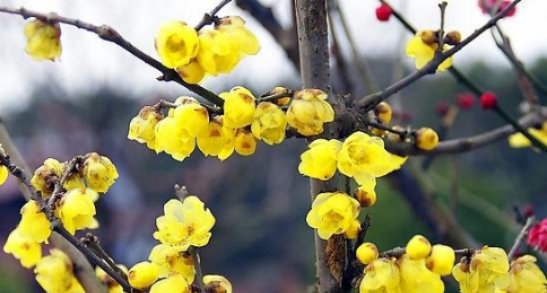 花期4：中式庭院景观设计中常用的15种绿化植物