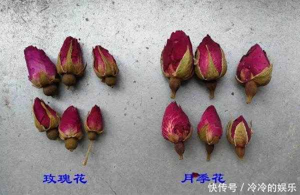  『玫瑰』玫瑰、月季傻傻分不清看这里