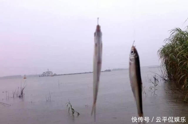  不折不扣：垂钓长江边，不折不扣的当了回“白条杀手”