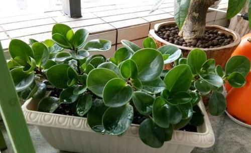 『此种』此种绿植堪称'二手烟的克星',修剪勤冒芽快,1根枝条变1盆