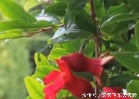 农村门前种树有“讲究”这3种树有好寓意，种好了福泽自来