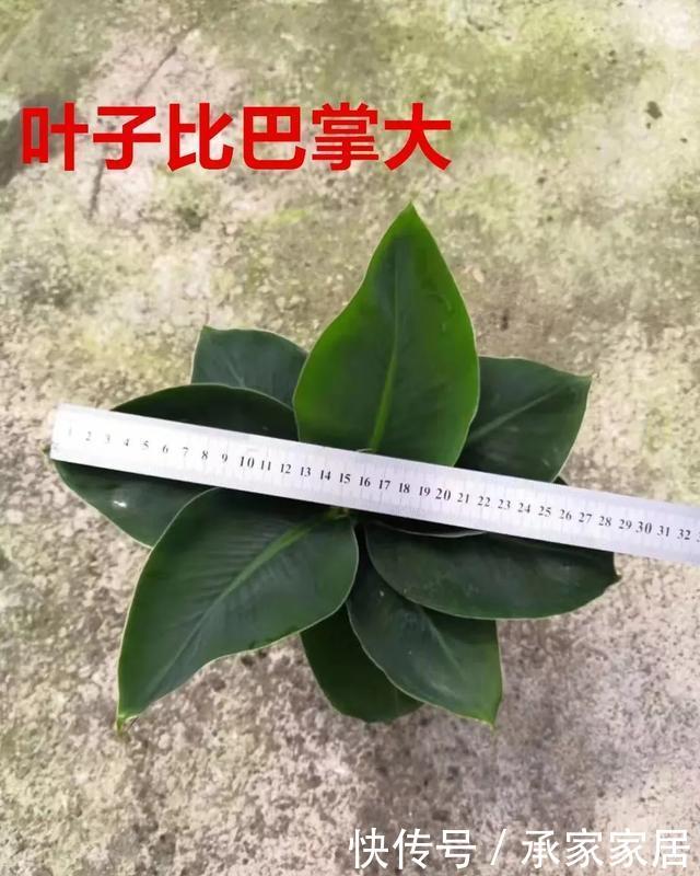  绿萝■能盆栽的迷你香蕉树，比绿萝还耐阴的花，叶子亮得像打蜡！