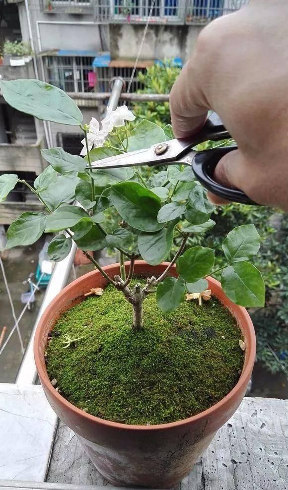  glevel_3＂茉莉开完最后一波花 这些错误不要犯 否则影响来年开花