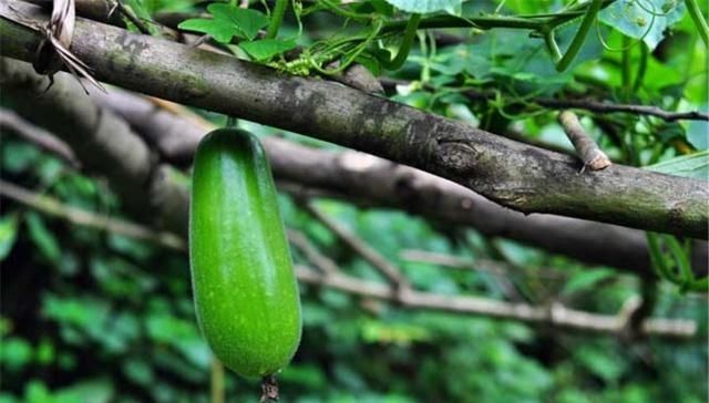  冬瓜：冬瓜有哪些种植方法？适合在什么季节种植？种植期间有哪些需要注意