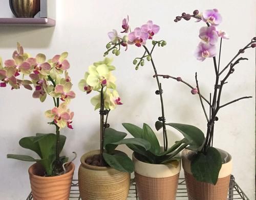  『剪掉』蝴蝶兰花苞不开花还消苞？花梗做个小手术，3天蝴蝶兰就爆花