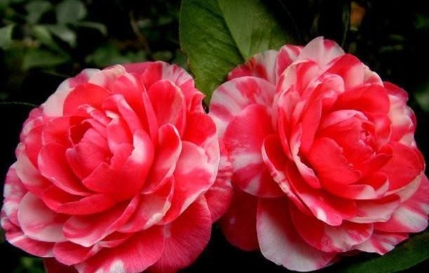  花芽@茶花“懒惰”不开花？咔嚓“来两刀”，花芽又上枝，花开红艳艳