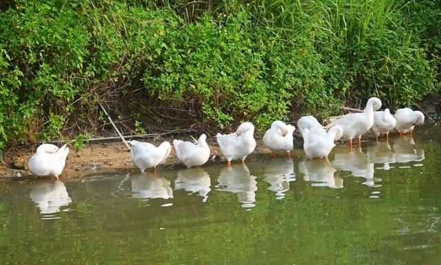  [还要]今年养鹅赚钱了吗？大家还要从事养殖吗？