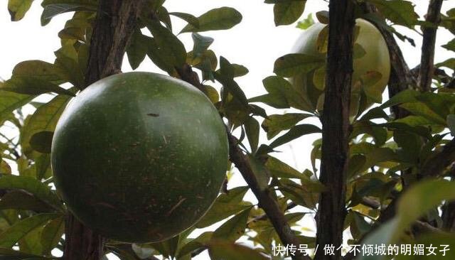 小伙发现树上长满“西瓜”，上前一看，旁边的牌子让他恍然大悟