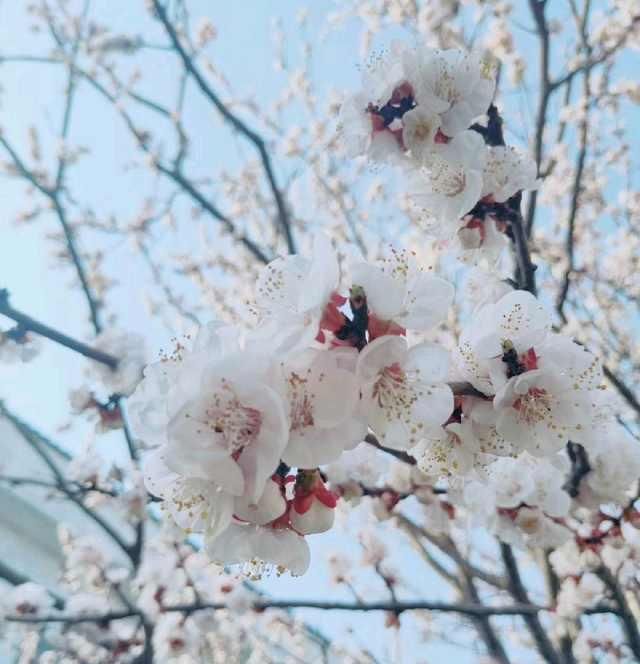  赏花：春暖花开，你赏花了么？