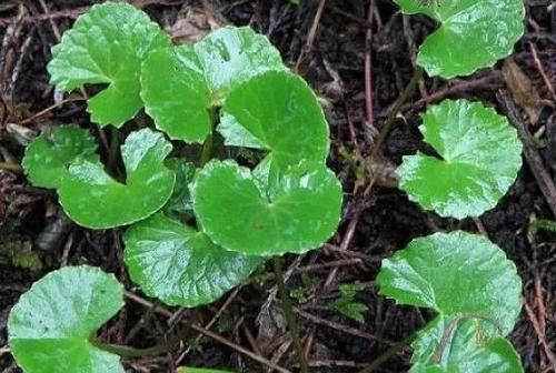  『福气』此草是“崩大碗”长在水沟边，全身都是宝，看到是福气，请保护！