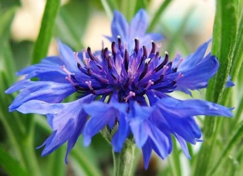 「花形」养花就养此款花,植株冠形丰满紧凑,花形优美,养在家里美不胜收