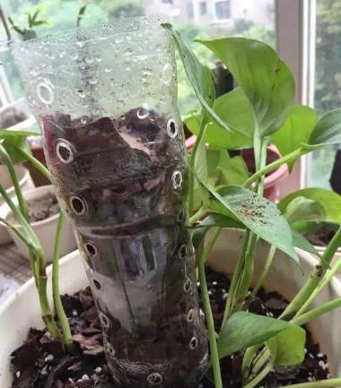  花盆■用花盆养花太昂贵，收集半个月塑料瓶，派上用场，废物变成'宝'