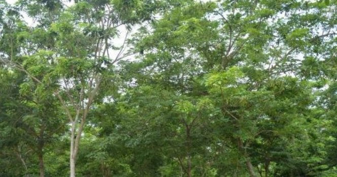  「价格昂贵」农村有一种树，价格昂贵超过紫檀，可惜已经很少了