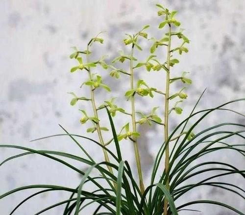 『不停』兰花难养护,做好浇水这一技术活,安全度夏蹭蹭长不停