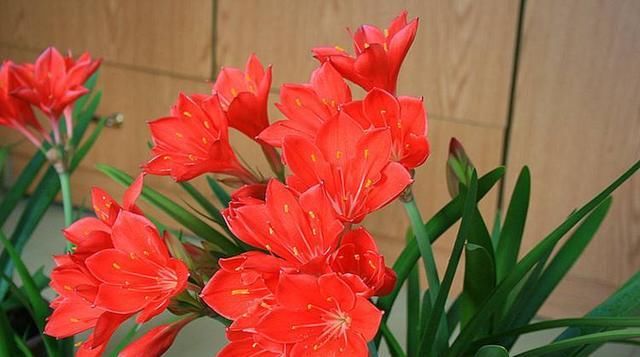  『记住』养好朱顶红，这些要点要记住，开花多又漂亮