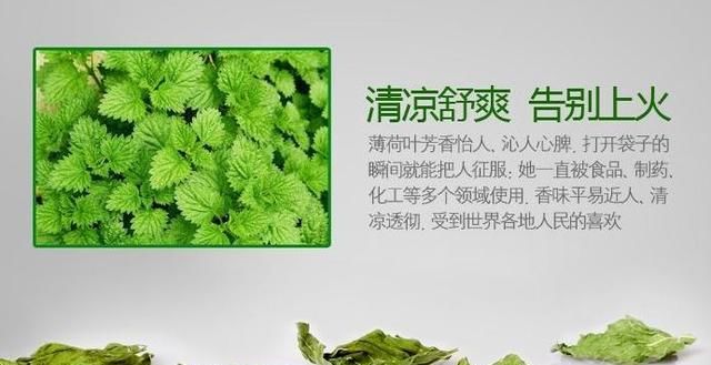  『薄荷』“小薄荷”也有大作用！薄荷的现代药理作用，建议收藏