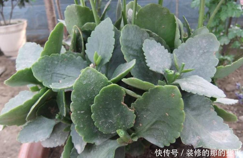  「新枝」长寿花开完花，马上给它做3件事，新枝长得更旺