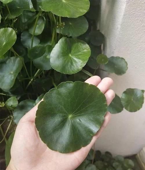  【巴掌】潍坊大姐家里十盆铜钱草，叶子比巴掌都大，多的送邻居，真是羡慕