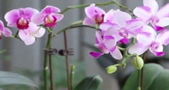  想要|想要蝴蝶兰二次开花，“两步”到位，别惊讶，就是这么“任性”！