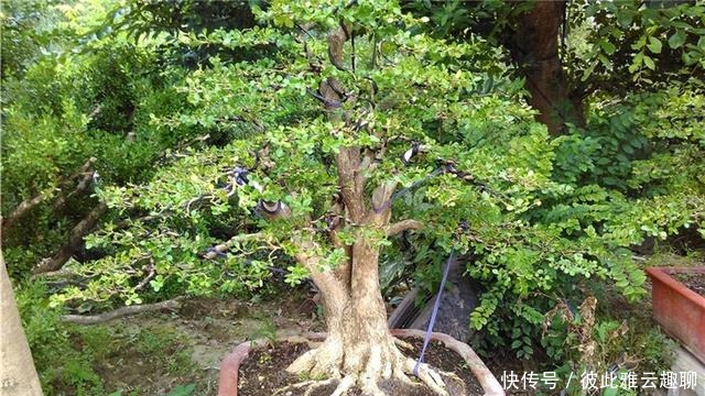 「叶片的颜色」黄杨盆景姿态优美是如何制作的?后期养护,盆景制作方法在这里
