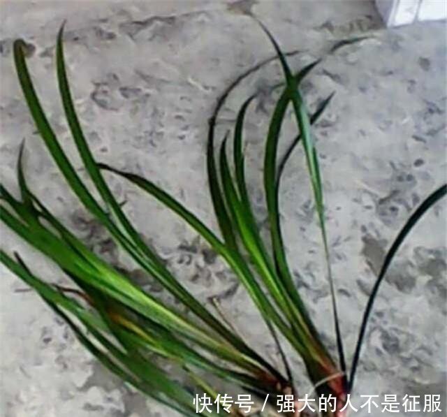  「外号」农村这野草外号“摸一把”，炖鱼炖肉泡药酒无所不能，