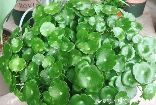  养花■秋季养花第十一期为什么别人水培的铜钱草能叶片大又圆！