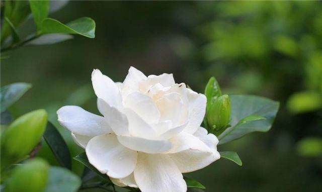  「解决」栀子花老叶发黄正常吗？该怎么解决？