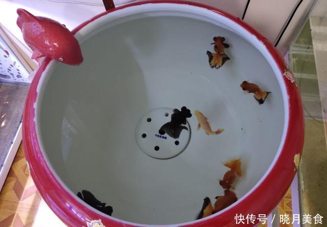  「懒人」无过滤饲养金鱼需要天天换水吗？这可真不一定，懒人有懒办法