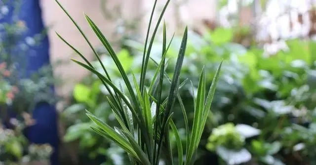  #时间#养兰花,找对3个时间点,兰花新芽猛蹿爆满盆,郁郁葱葱开花旺!