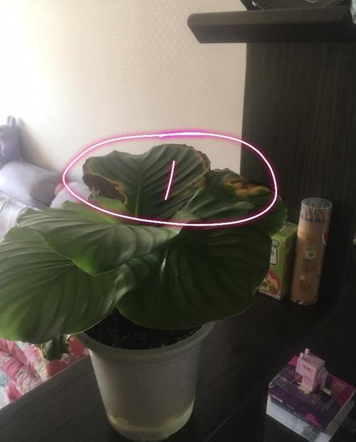  『绿植』网购的绿植总是没几天就黄叶?告诉你解决妙招，服盆快不黄叶