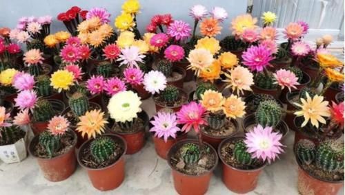 凤仙花:家里养4种花,沾土就活,不用管也能花开不断,一开200天
