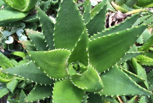  『发芽』芦荟烂根了别着急,这样处理一下,植株生根快,发芽早