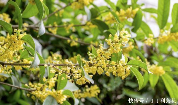  「夏季」桂花夏季怎么养，教你3个养护小妙招，盛开时花香飘远十里香
