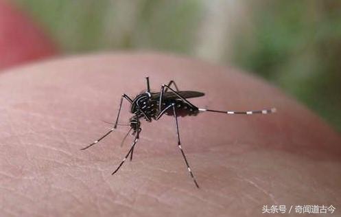 我们那么讨厌蚊子,为何不将它们灭绝呢?