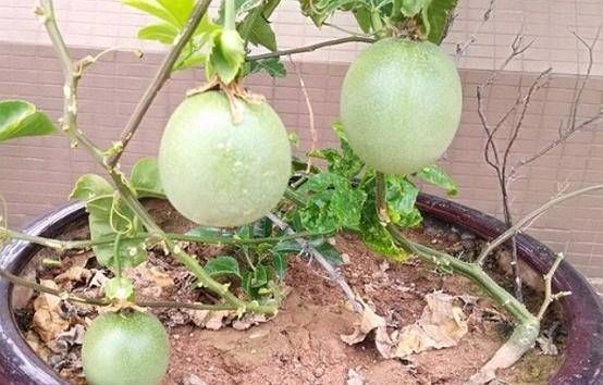  『生长期』盆栽西番莲有窍门，日常保养是最重要的，新手种植一定要看干货