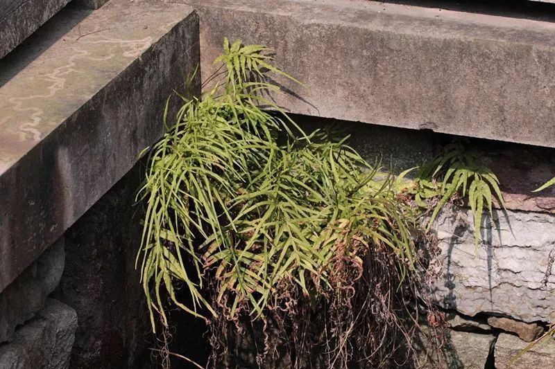 农村井口边一种野草，过去农民当柴烧，如今稀罕少见，遇到请珍惜